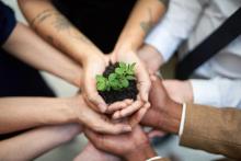 Group of hands together holding a seedling