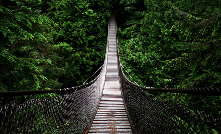 Suspension bridge over a jungle