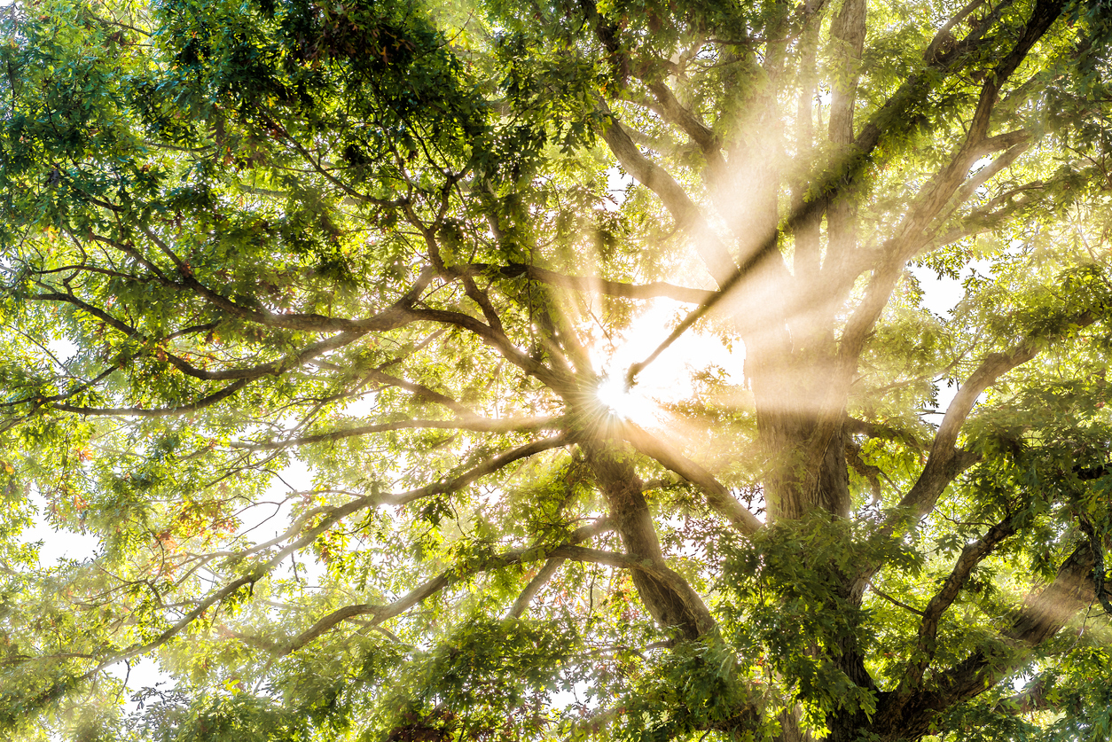 Sunburst of light being filtered through tree leaves